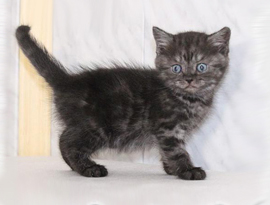 Развъдник шотландски котки Вайс Сандърс - всички цветове на шотландския котката
