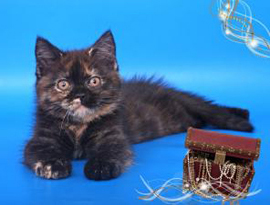 Развъдник шотландски котки Вайс Сандърс - всички цветове на шотландския котката