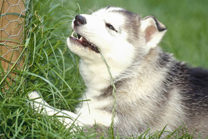 Защо или защо кучето яде трева причините, последиците, дали да се справят с него