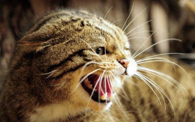 Защо котката meows постоянно и крещи без причина