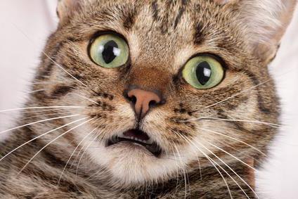 Защо котките се страхуват от котка психологията на прахосмукачката