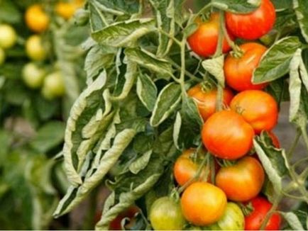 Защо въртеливи листа на домати, които правят
