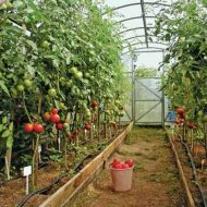 Защо въртеливи листа на домати, които правят