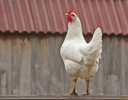 Защо кокошките не летят на възможните причини за този конкретен, интересни факти