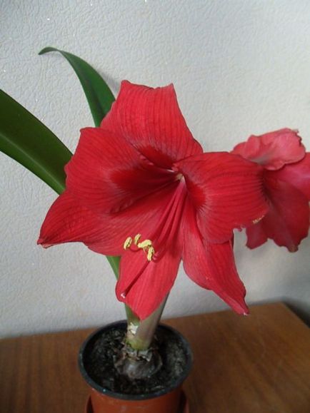 Защо не цъфтят Hippeastrum, avgulen