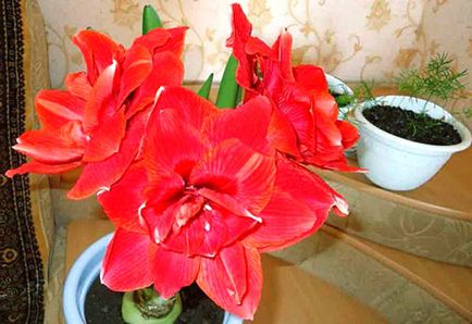 Защо не цветя Hippeastrum дом - какво да правя, как да стигна до цъфти, видео