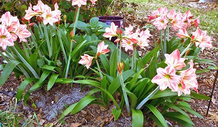 Защо не цветя Hippeastrum дом - какво да правя, как да стигна до цъфти, видео