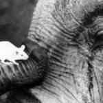 Защо слоновете се страхуват от мишки, прости отговори на сложни въпроси
