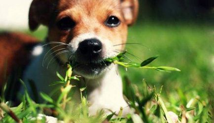 Защо кучето яде трева на улицата
