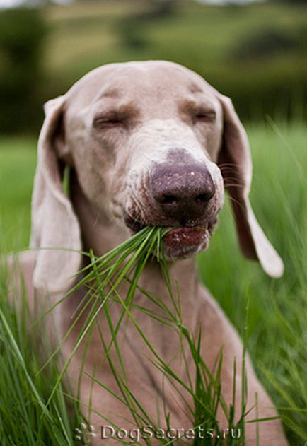Защо кучето яде трева, избухнал