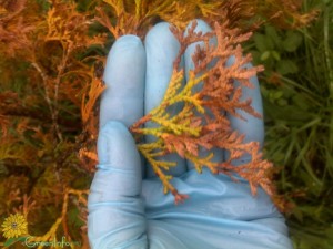 Защо жълт Arborvitae и какво да правя Arborvitae заболявания и лечението им, как да се спаси на петия сушене защо