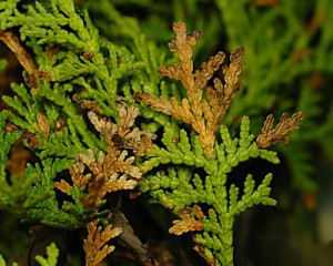 Защо жълт Arborvitae и какво да правя Arborvitae заболявания и лечението им, как да се спаси на петия сушене защо