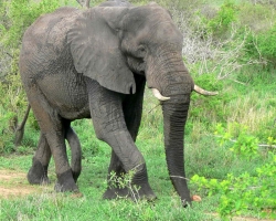 Защо слоновете се страхуват от онлайн енциклопедия мишки децата: 