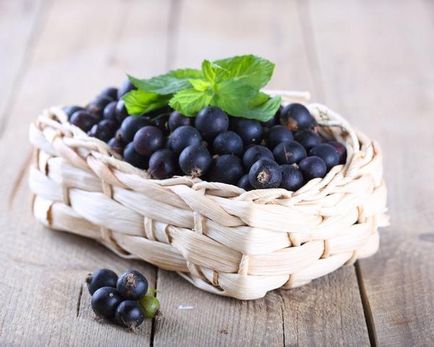 Хранене на черно френско грозде времето и вида на хранене
