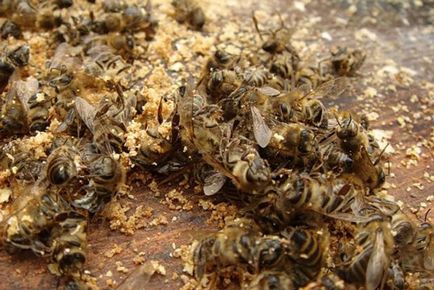 Podmore пчели - как да се използва настойка от водка, лечебни свойства и употребата на алкохол