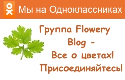 Поливане стайни растения, цветя-блог