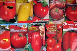 хидропонни домати за добри реколти