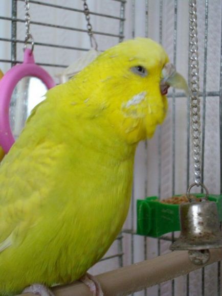 Parrot кихне - какво да правя, защо вълнисто папагалче често кихане, видео