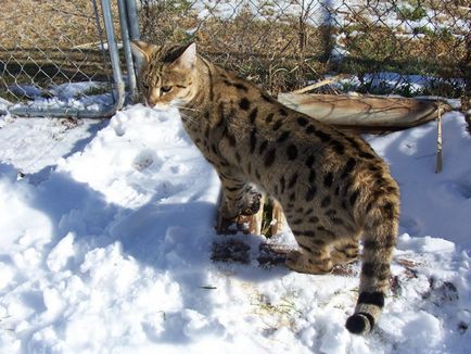 Cat порода - Ъшър описание, снимки, цена