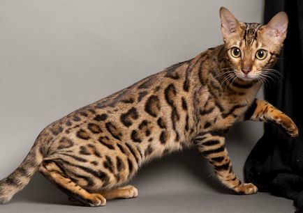 Cat порода - Ъшър описание, снимки, цена