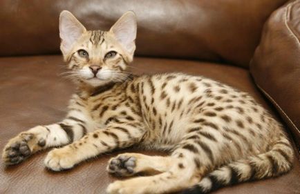 Cat порода - Ъшър описание, снимки, цена