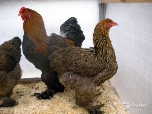 Кочин Китай порода пилета характеристика, описание и снимки