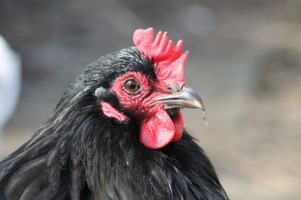 Orpington пиле порода снимка и описание, характеристика