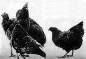 Порода пилета Плимут Рок описание порода, съдържание и цветови разновидности