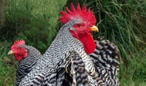 Порода пилета Плимут Рок описание порода, съдържание и цветови разновидности