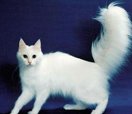 Порода котка с дълга опашка и описание на снимката, котката и котката