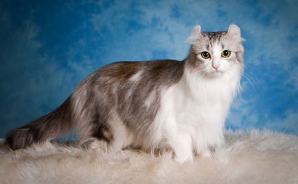 Порода котка с дълга опашка и описание на снимката, котката и котката