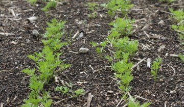 Засаждане морков семена - стъпка по стъпка ръководство за начинаещи