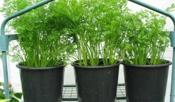 Засаждане морков семена - стъпка по стъпка ръководство за начинаещи