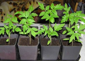 Засаждане на семена от домати разсад - особено обучение видео