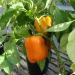 Засаждане домати Ganichkina, расте градина!