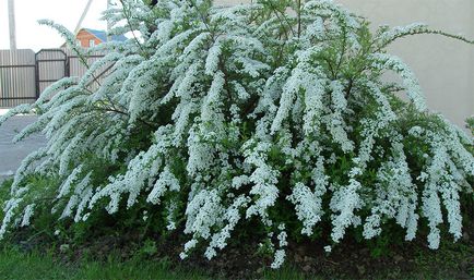 Засаждане, грижи и отглеждане храст Spirea снимки, видове и сортове Spirea