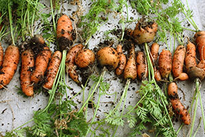 Условия за отглеждане на моркови в страната - засаждане на датите, грижи, видео