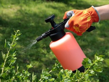 Препарати за защита на растенията в градината от вредители и болести в спрей растения