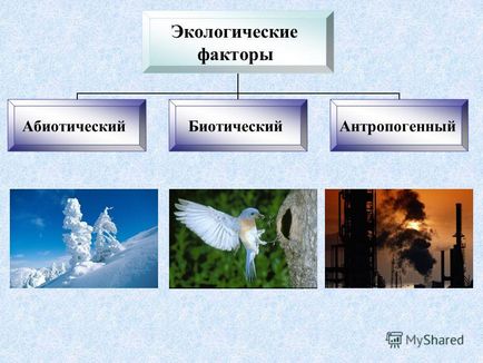 Представяне на местообитание (околна среда) е всичко, което заобикаля живия организъм