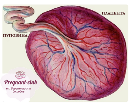 Преждевременно стареене на плацентата по време на бременност причини, ефекти, да се консултират с лекар