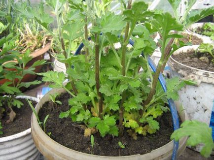 Причини за не-цъфтящи защо не цъфти хризантеми в градината