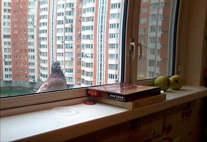 Знак на птицата седеше на перваза на прозореца или