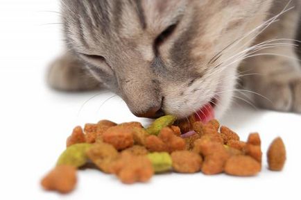 Привикнат на котката да аргументи дома хранене в полза на здравословния начин на хранене