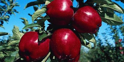 Правописа на ябълката - методи, последствия, ревюта