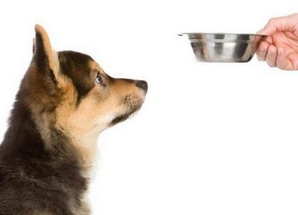 Признаци на отравяне при кучета - симптоми и лечение