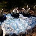 пейзаж проект дизайн на цветна леха в детската градина пейзаж проект на цветна леха в детска градина