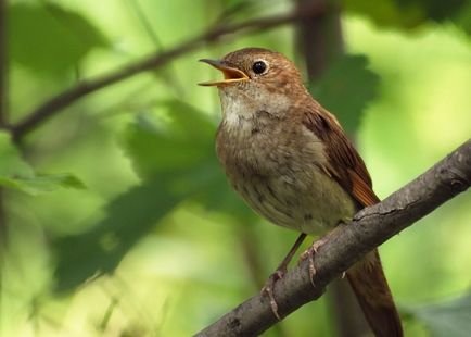 Bird Найтингейл (50 снимки) описание и видове изглежда като гнездо, а мацката, отколкото в природата емисии, видео