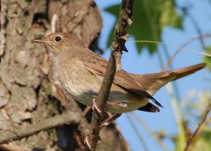 Bird Найтингейл (50 снимки) описание и видове изглежда като гнездо, а мацката, отколкото в природата емисии, видео