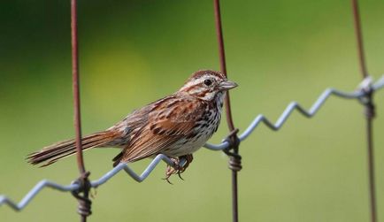 Bird Найтингейл (50 снимки) описание и видове изглежда като гнездо, а мацката, отколкото в природата емисии, видео