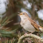 Bird Найтингейл (50 снимки) описание и видове изглежда като гнездо, а мацката, отколкото в природата емисии, видео